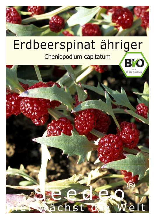 Seedeo® Erdbeerspinat, ähriger  (Cheniopodium capitatum)  300 Samen BIO