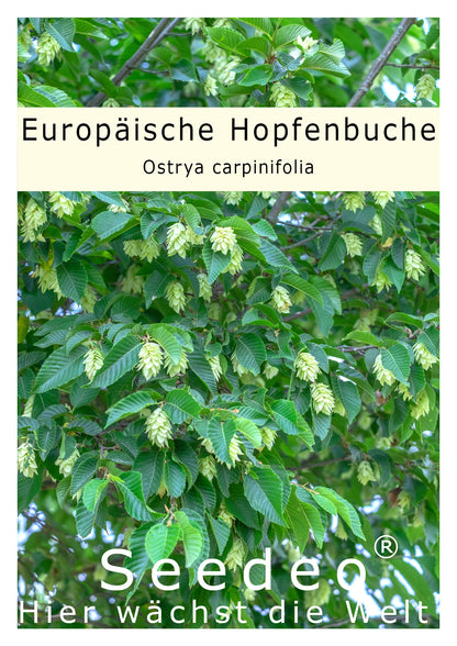 Seedeo® Europäische Hopfenbuche (Ostrya carpinifolia) ca. 30-40 cm