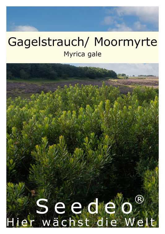 Seedeo® Gagelstrauch (Myrica gale) ca. 20 cm