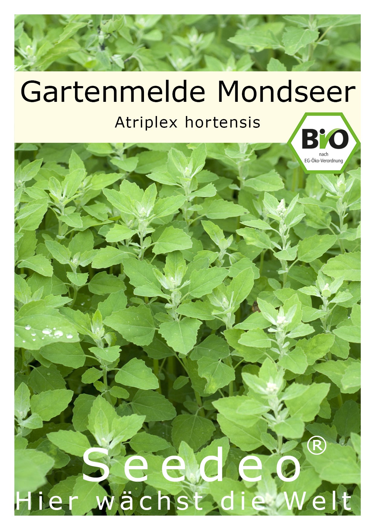 Seedeo® Gartenmelde Mondseer (Atriplex hortensis) 300 Samen Samen BIO