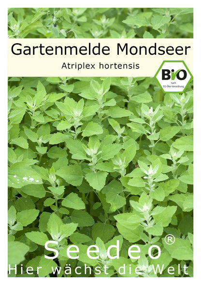Seedeo® Gartenmelde Mondseer (Atriplex hortensis) 300 Samen Samen BIO