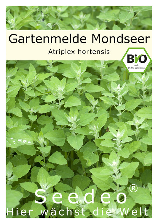 Seedeo® Gartenmelde Mondseer (Atriplex hortensis) 300 Samen Samen BIO