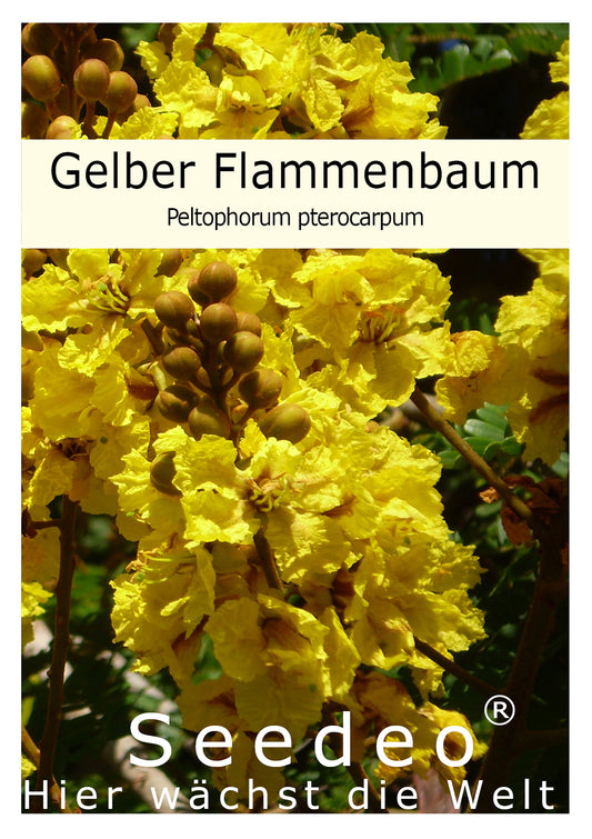 Seedeo® Gelber Flammenbaum (Peltophorum pterocarpum) 20 Samen
