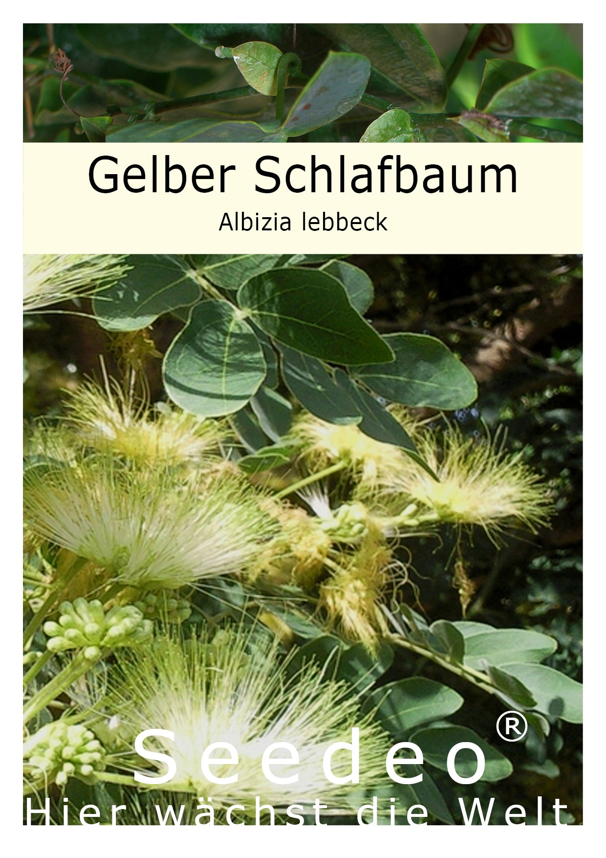 Seedeo® Gelber Schlafbaum/Lebbekbaum Albizia lebbeck 30 Samen