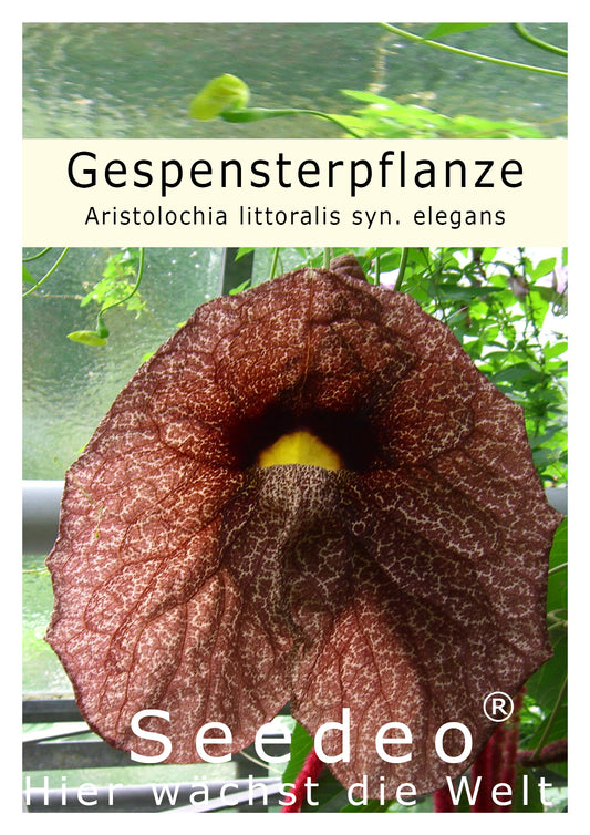 Seedeo® Gespensterpflanze (Aristolochia littoralis syn. elegans) ca. 50 Samen