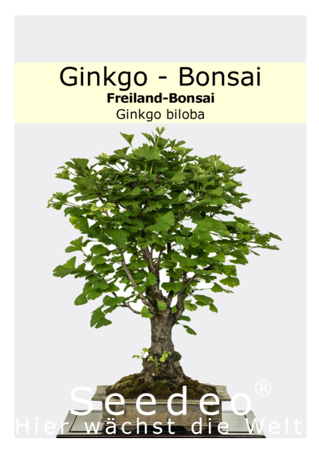 Seedeo® Ginkgo Freilandbonsai (Ginkgo biloba) Bonsai 6 Samen