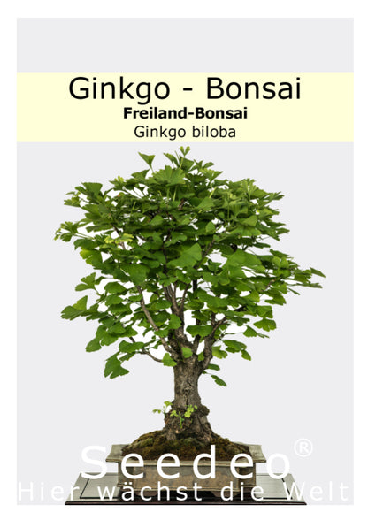Seedeo® Ginkgo Freilandbonsai (Ginkgo biloba) Bonsai 6 Samen