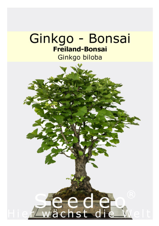 Seedeo® Ginkgo Freilandbonsai (Ginkgo biloba) Bonsai 6 Samen