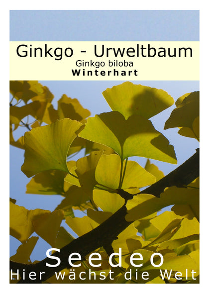 Seedeo® Ginkgo (Ginkgo biloba) 6 Samen