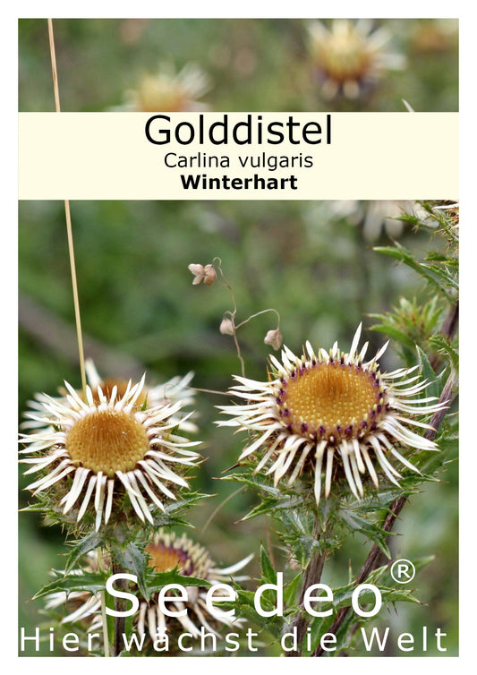 Seedeo® Golddistel (Carlina vulgaris) 30 Samen