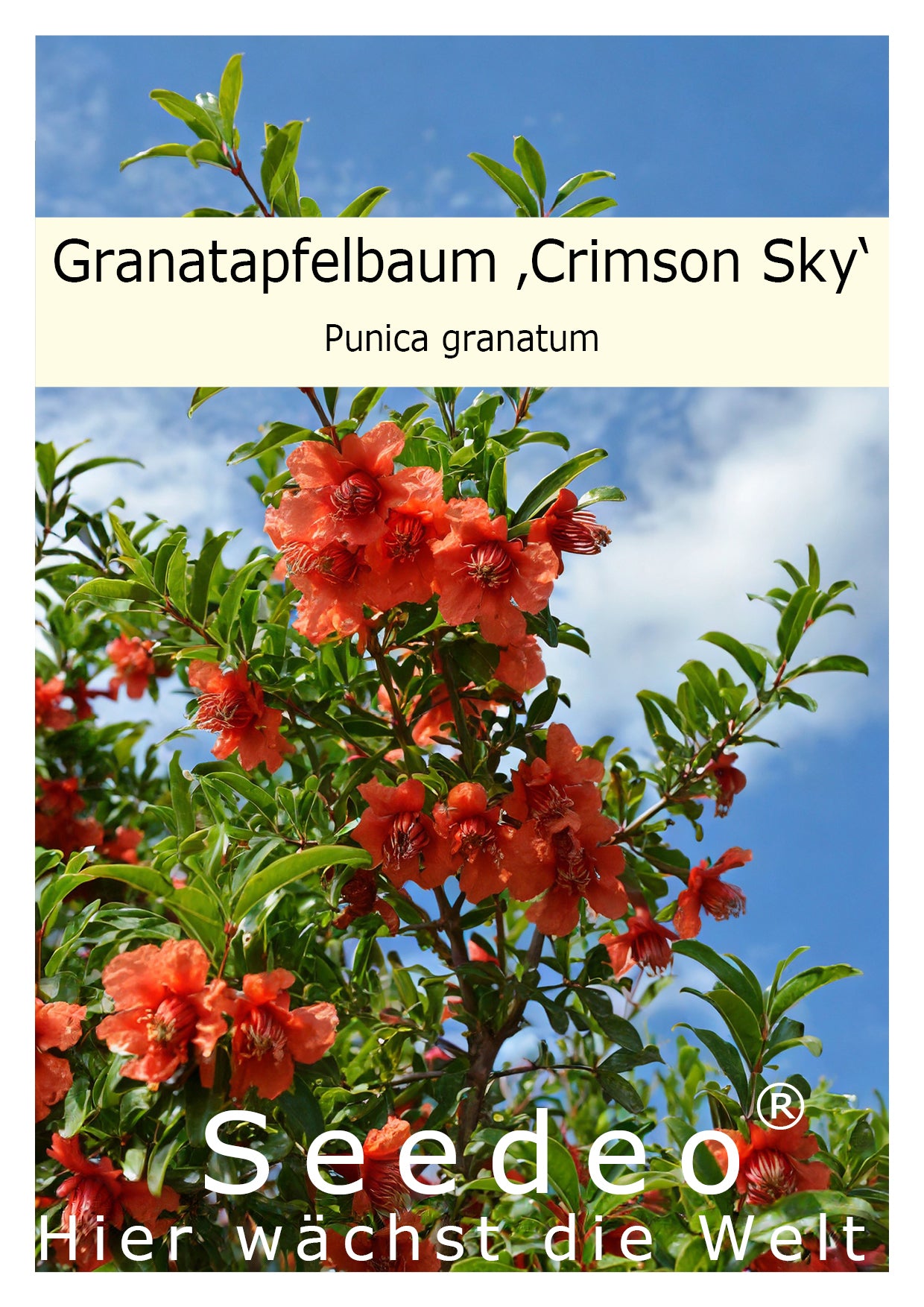 Seedeo® Granatapfelbaum ‚Crimson Sky‘ Punica granatum Pflanze ca. 15 cm