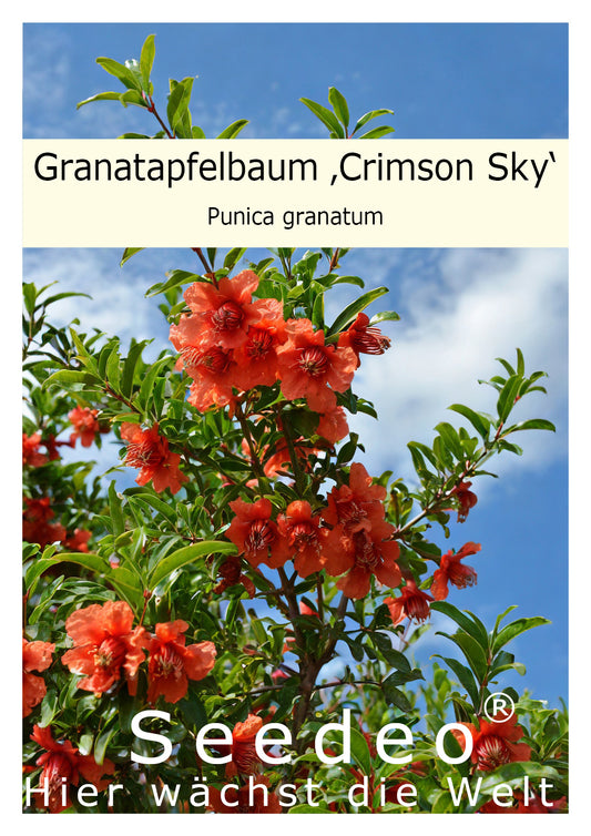 Seedeo® Granatapfelbaum ‚Crimson Sky‘ Punica granatum Pflanze ca. 15 cm