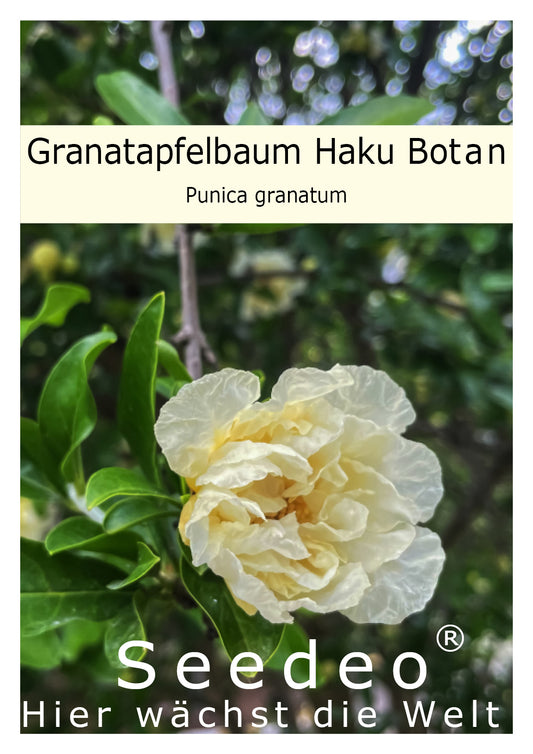 Granatapfelbaum ‚Haku Botan‘ Punica granatum ca.15-20 cm