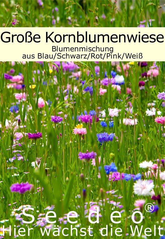 Seedeo® Große Kornblumenwiese 1000 Samen