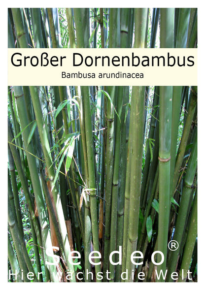 Seedeo® Großer Dornenbambus (Bambusa arundinacea) 60 Samen