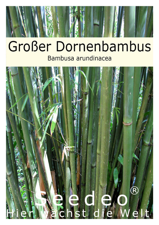 Seedeo® Großer Dornenbambus (Bambusa arundinacea) 60 Samen