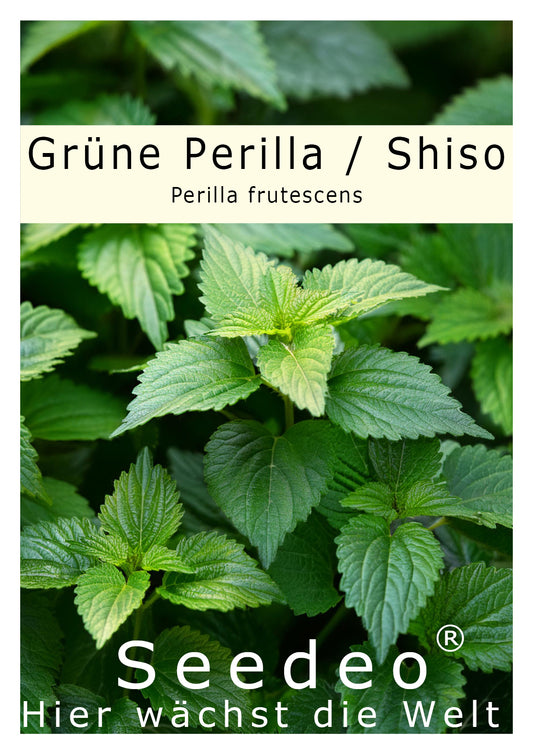 Seedeo® Grüne Perilla/Shiso (Perilla frutescens) ca. 200 Samen