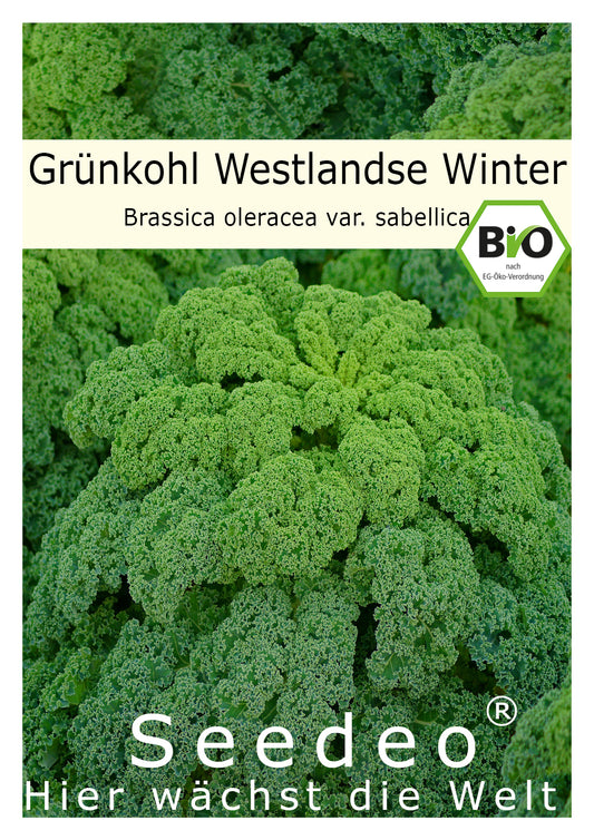 Seedeo® Grünkohl Westlandse Winter (Brassica oleracea var. sabellica) BIO 150 Samen