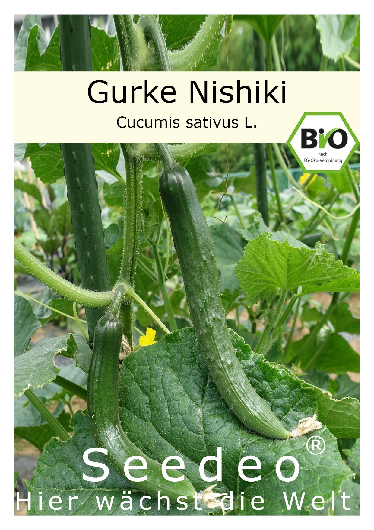 Seedeo® Salatgurke Nishiki (Cucumis sativus L.) ca. 10 Samen BIO