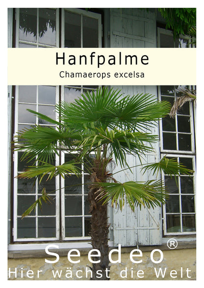 Seedeo® Hanfpalme (Chamaerops excelsa) 10 Samen