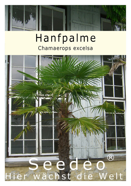Seedeo® Hanfpalme (Chamaerops excelsa) 10 Samen