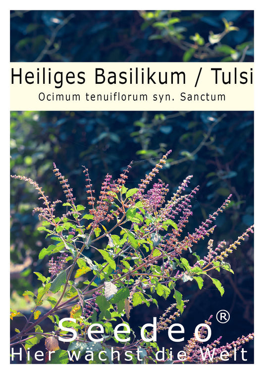 Seedeo® Heiliges Basilikum/Tulsi (Ocimum tenuiflorum syn. Sanctum) ca. 1000 Samen