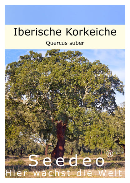 Seedeo® Iberische Korkeiche (Quercus suber) 4 Samen