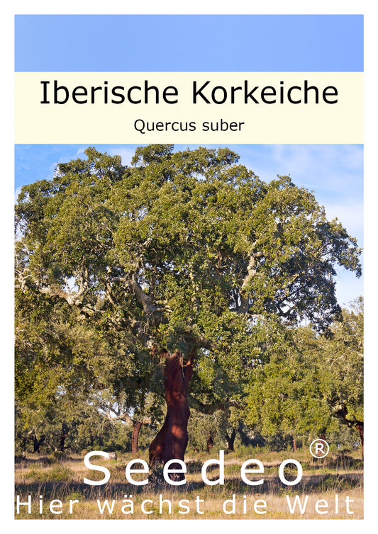 Seedeo® Iberische Korkeiche (Quercus suber) 4 Samen