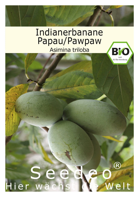 Seedeo® Indianerbanane / Papau / Pawpaw (Asimina triloba) 3 Samen BIO