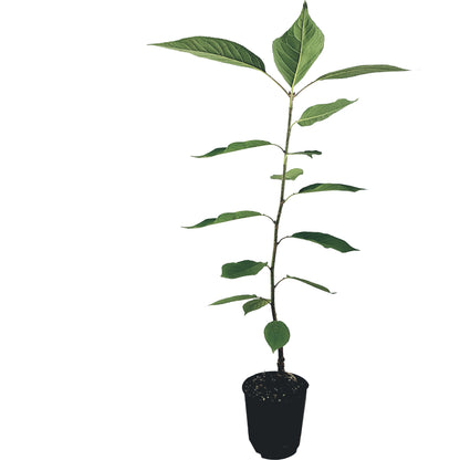 Seedeo® Japanische Blüten- und Zierkirsche (Prunus serrulata `Kanzan`) höhe 70 cm