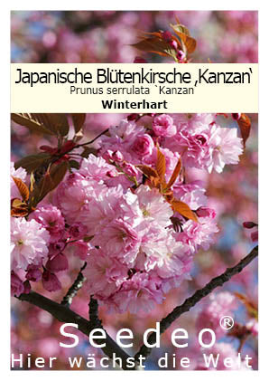Seedeo® Japanische Blüten- und Zierkirsche (Prunus serrulata) 25 Samen
