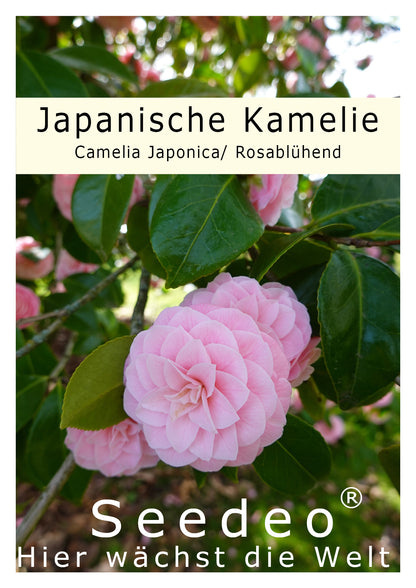 Seedeo® Japanische Kamelie (Camelia Japonica) Rosablühend 8 Samen
