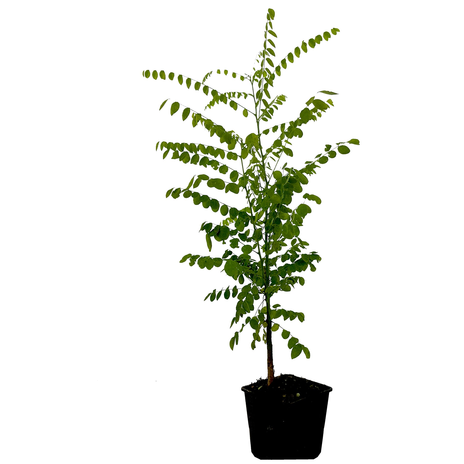 Seedeo® Japanische Schnurbaum (Sophora japonica) ca. 50 cm