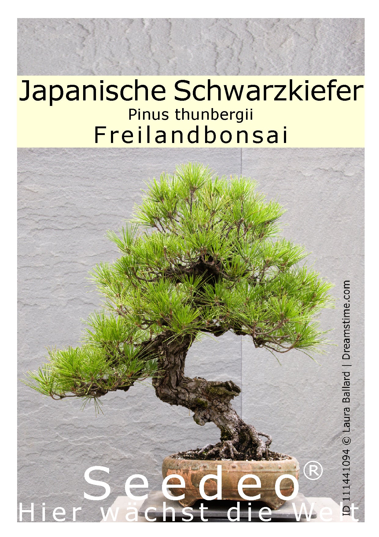 Seedeo® Japanische Schwarzkiefer (Pinus thunbergii ) Bonsai 30 Samen
