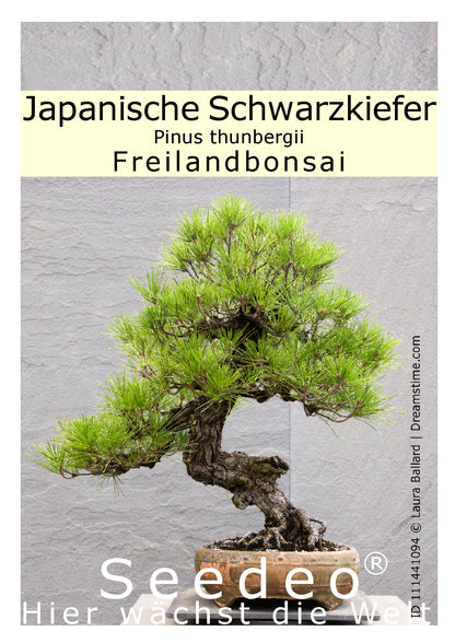 Seedeo® Japanische Schwarzkiefer (Pinus thunbergii ) Bonsai 30 Samen