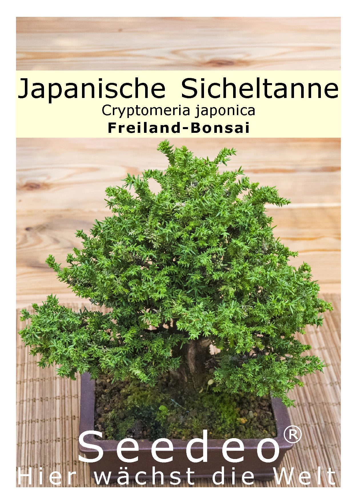 Seedeo® Japanische Sicheltanne (Cryptomeria japonica) Bonsai 100 Samen