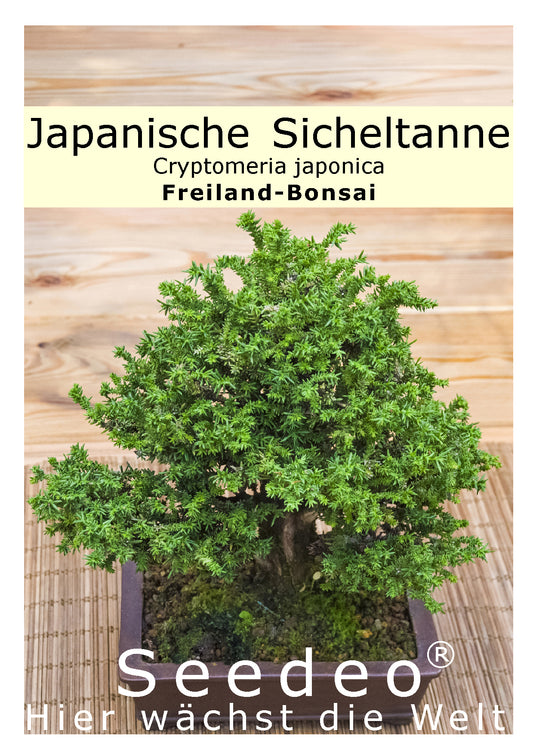 Seedeo® Japanische Sicheltanne (Cryptomeria japonica) Bonsai 100 Samen
