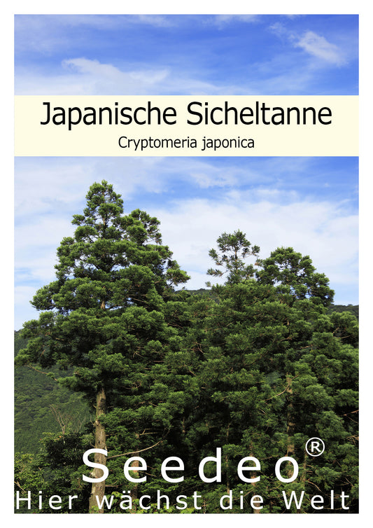 Seedeo® Japanische Sicheltanne (Cryptomeria japonica) 100 Samen