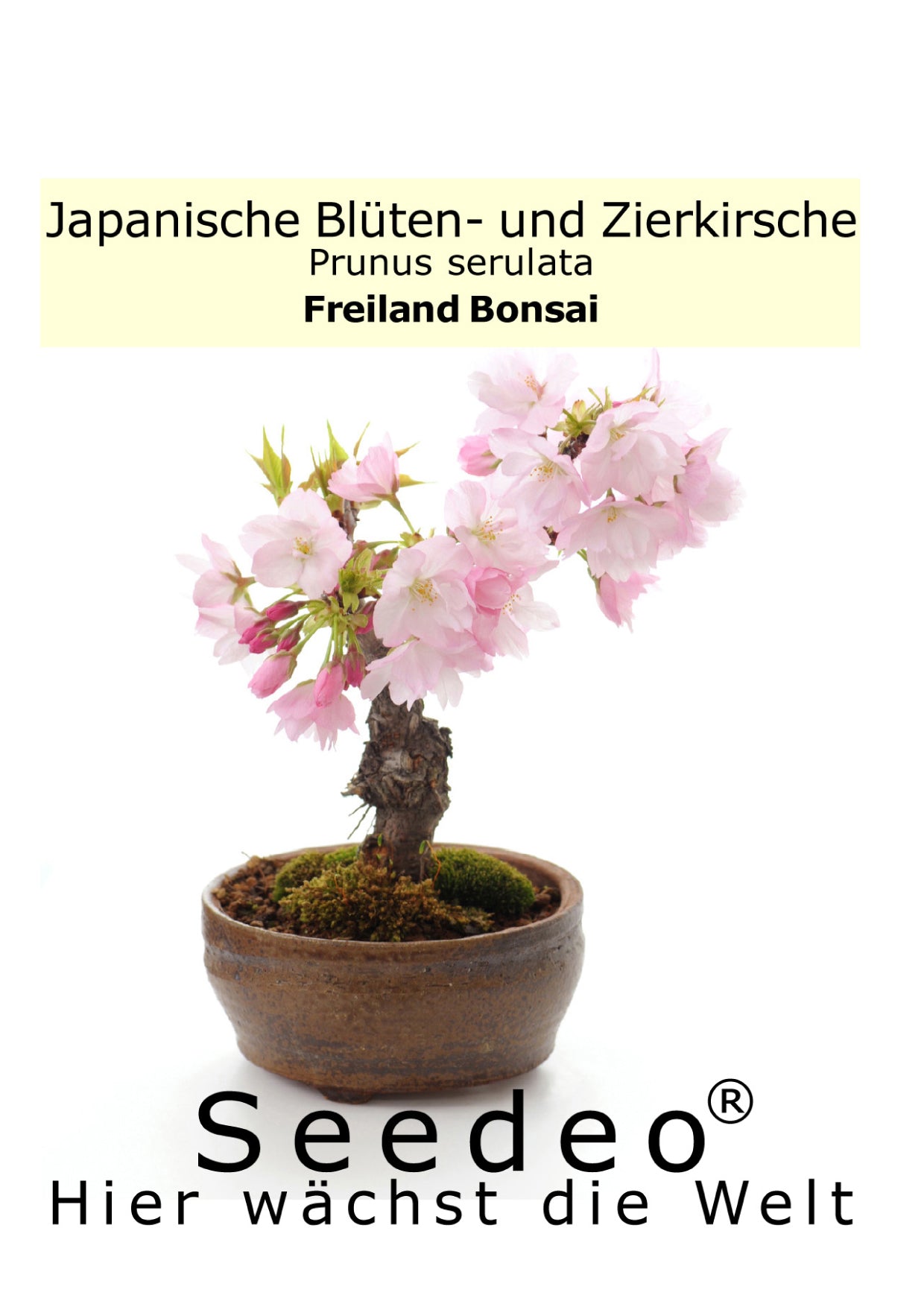 Seedeo® Japanische Blüten- und Zierkirsche  (Prunus serulata) Bonsai 25 Samen