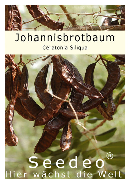 Seedeo® Johannisbrotbaum (Ceratonia Siliqua) 10 Samen