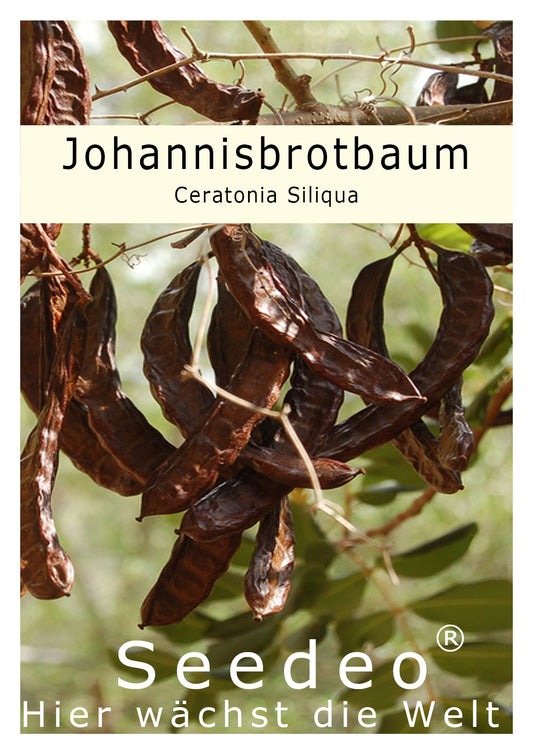 Seedeo® Johannisbrotbaum (Ceratonia Siliqua) 10 Samen