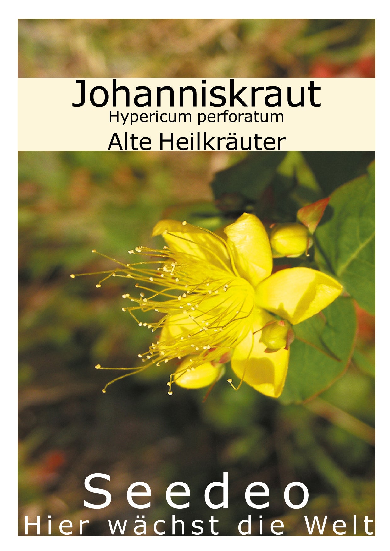 Seedeo® Johanniskraut (Hypericum perforatum) 300 Samen