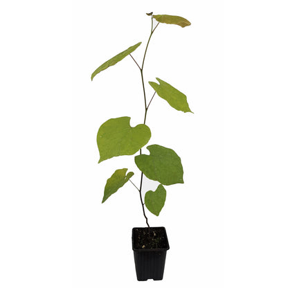 Seedeo® Judasbaum (Cercis siliquastrum) Pflanze ca. 20 - 30 cm