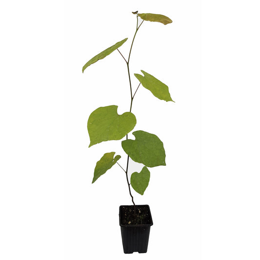 Seedeo® Judasbaum (Cercis siliquastrum) Pflanze ca. 40 - 50 cm