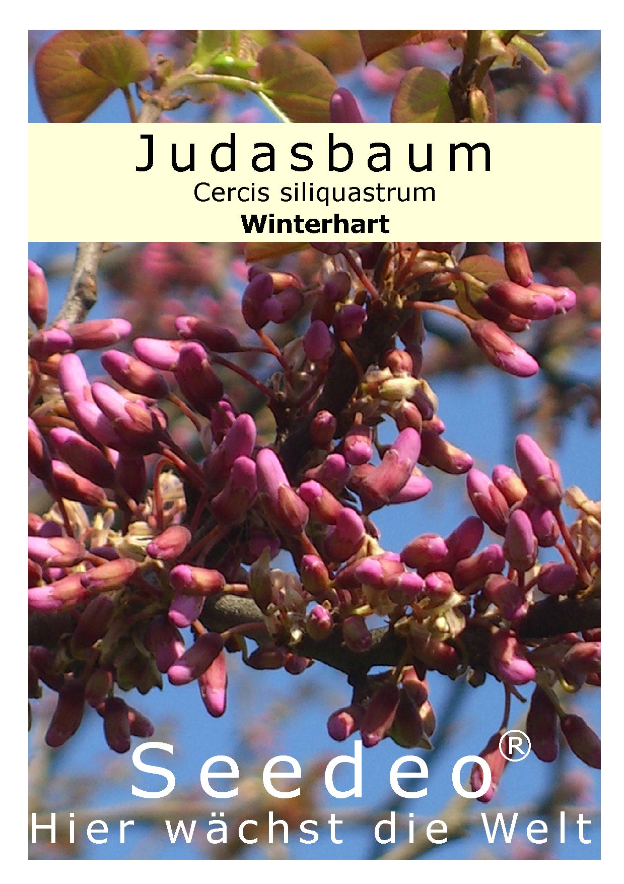 Seedeo® Judasbaum (Ceris siliquastrum) 50 Samen