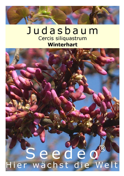 Seedeo® Judasbaum (Ceris siliquastrum) 50 Samen