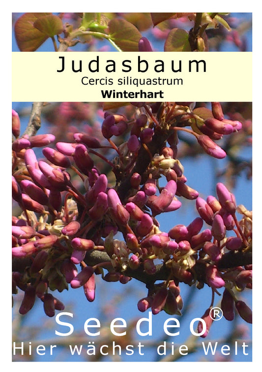 Seedeo® Judasbaum (Ceris siliquastrum) 50 Samen