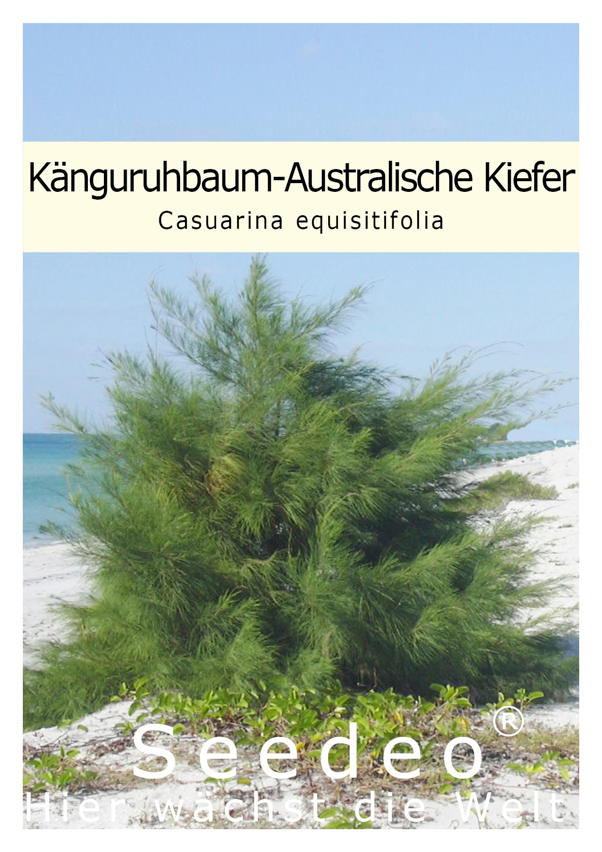 Seedeo® Känguruhbaum/Australische Kiefer (Casuarina equisitifolia) 100 Samen