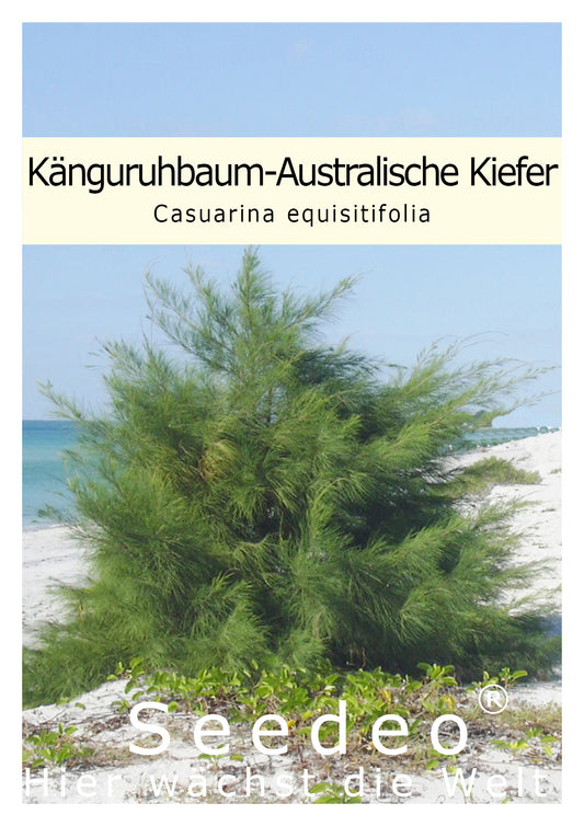 Seedeo® Känguruhbaum/Australische Kiefer (Casuarina equisitifolia) 100 Samen