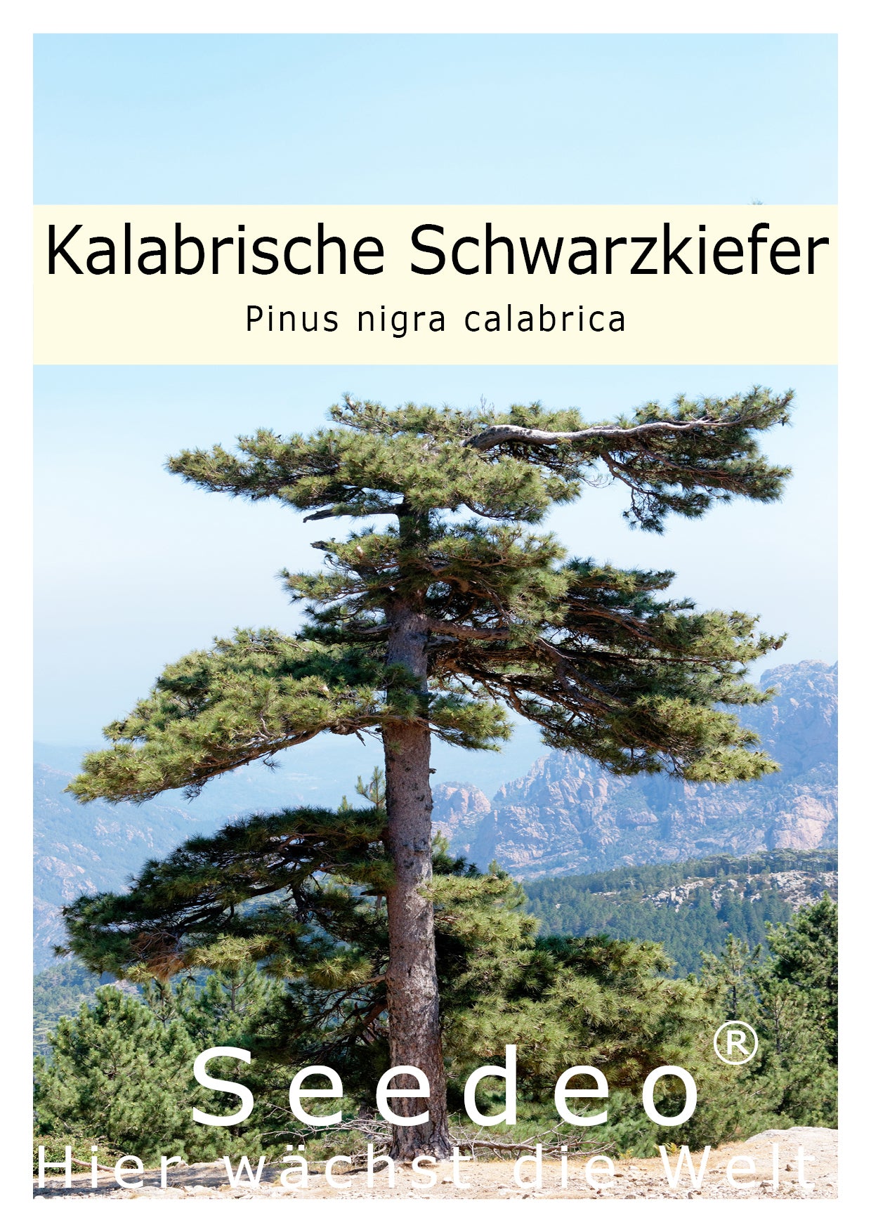 Seedeo® Kalabrische Schwarzkiefer (Pinus nigra calabrica) Pflanze ca. 20 cm - 30 cm